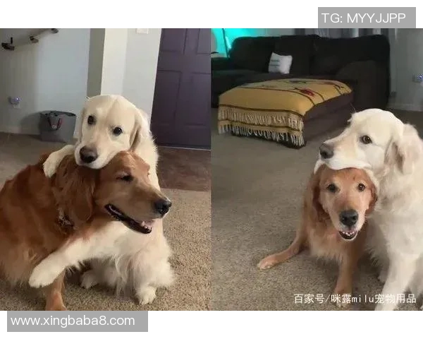 足球明星与他们的宠物们：那些令人心动的友情故事与温馨瞬间